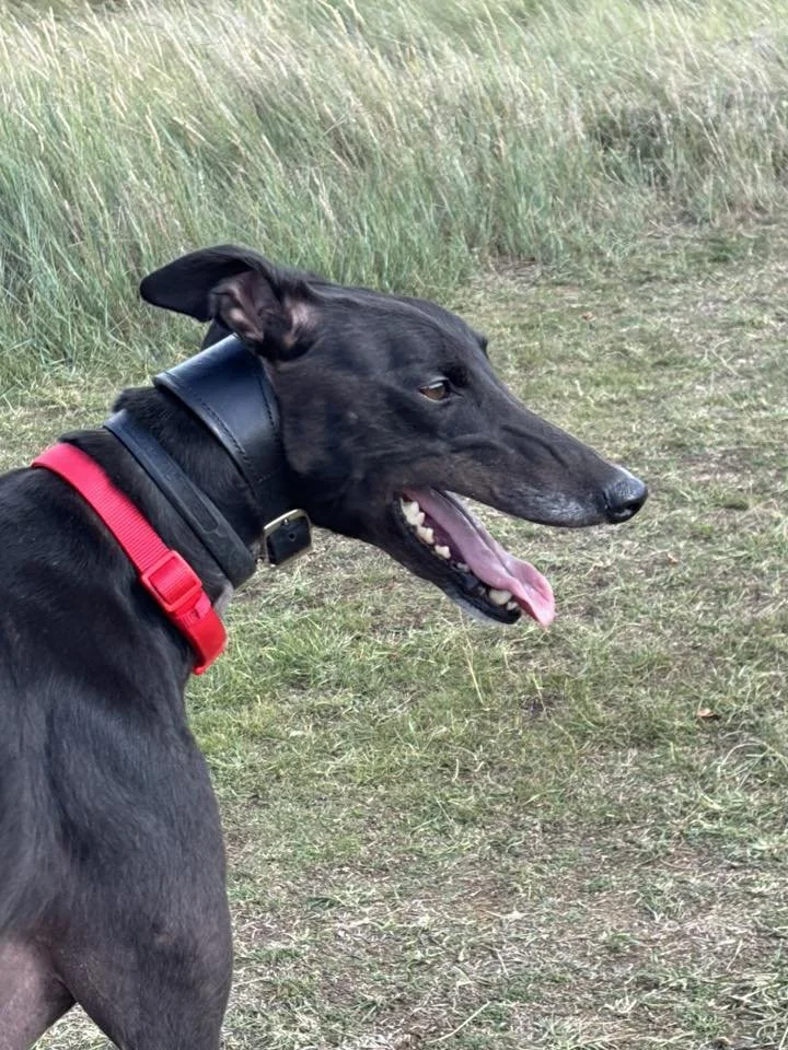 Onyx (Swanley Bolt)