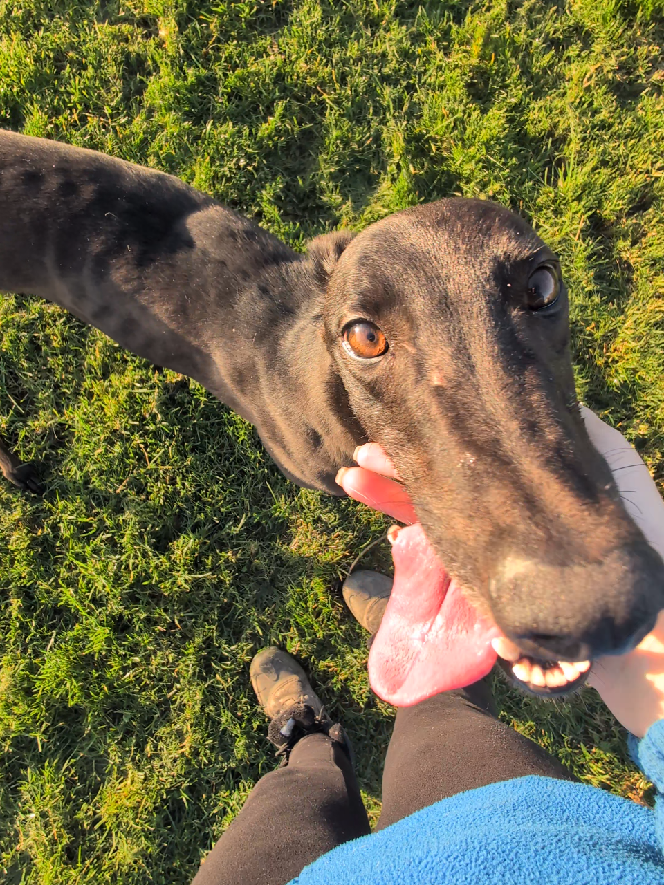 A close-up of a black and brindle greyhound with its tongue out, standing on green grass, seen from above.