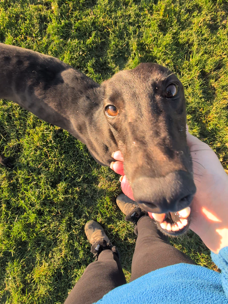 Close-up of a black dog licking a person's hand on a grassy field, with the person wearing black pants and brown shoes.