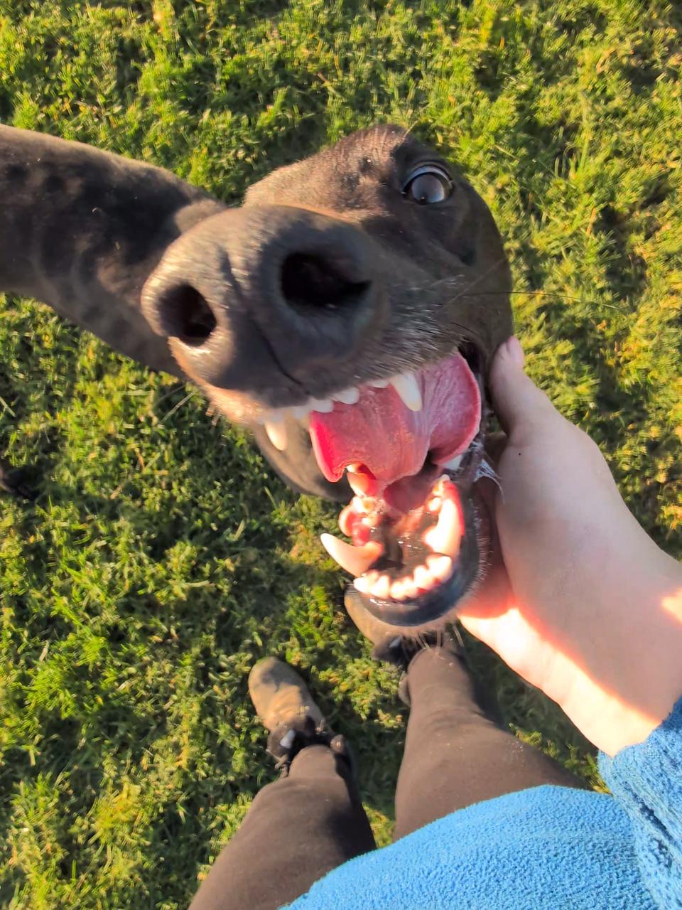 Close-up of a happy black dog with its mouth open, showing teeth, while a person holds its face outdoors on green grass.