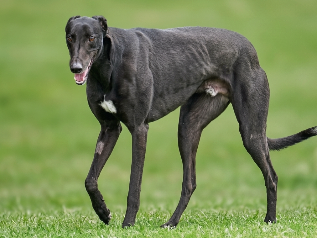 A black greyhound dog standing on grass, looking at the camera with a slight smile.