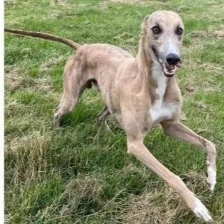 Rufus (Muxton Rufus)