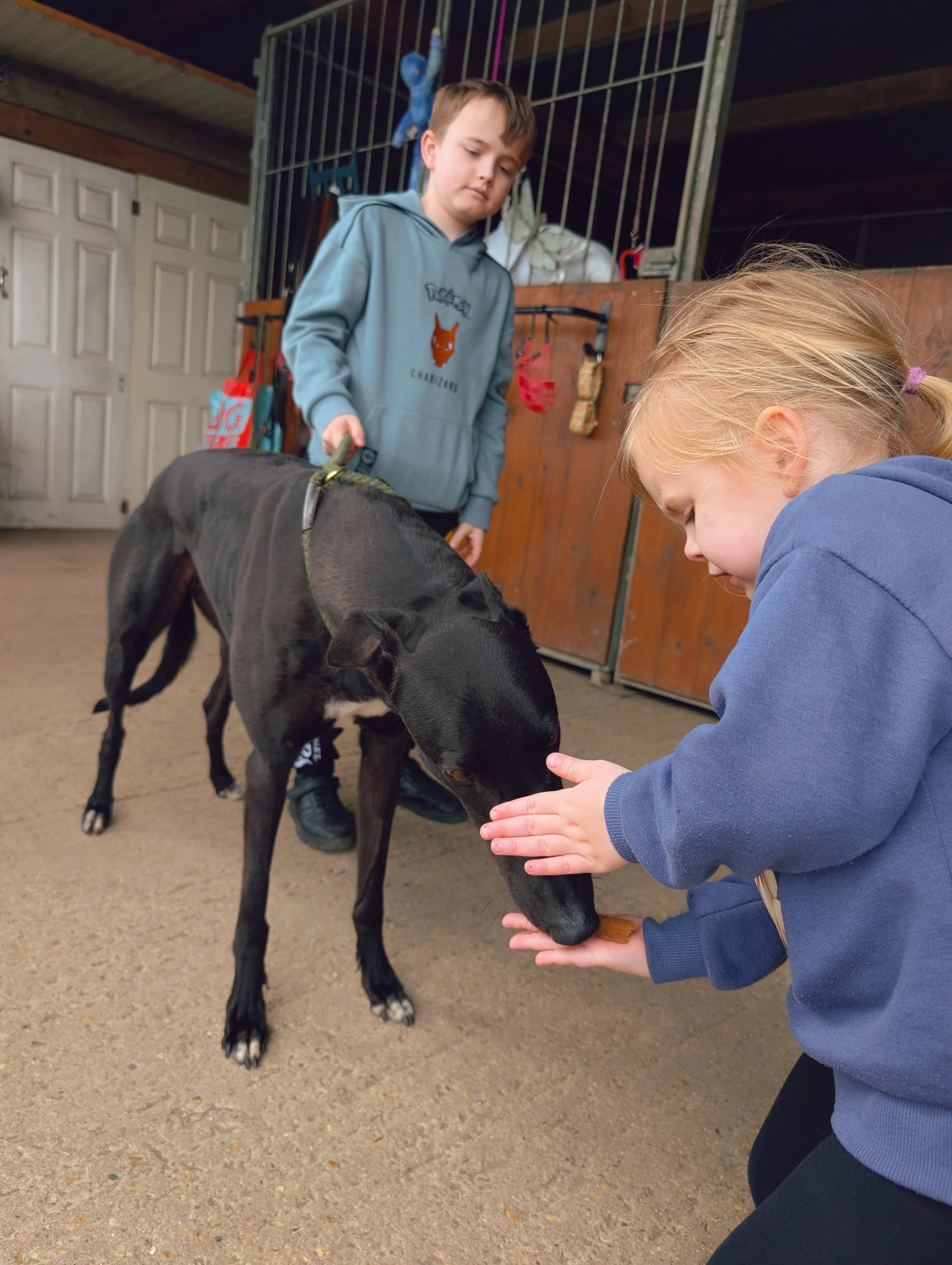 A young boy in a gray hoodie with a cartoon dog on it and a young girl in a blue hoodie are petting a black dog with white markings on its paws and chest in a barn or stable. The girl is kneeling and the boy is standing behind the dog. Barn equipment
