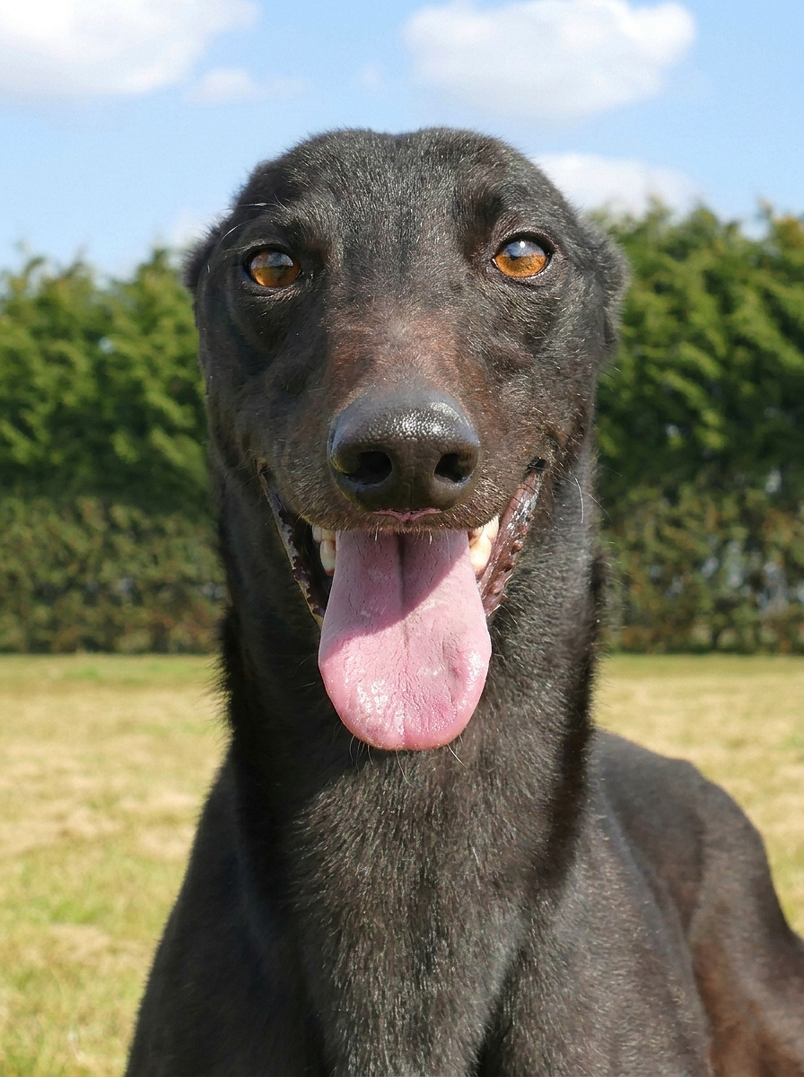 Black greyhound dog with amber eyes looking at the camera, standing outdoors on green grass.