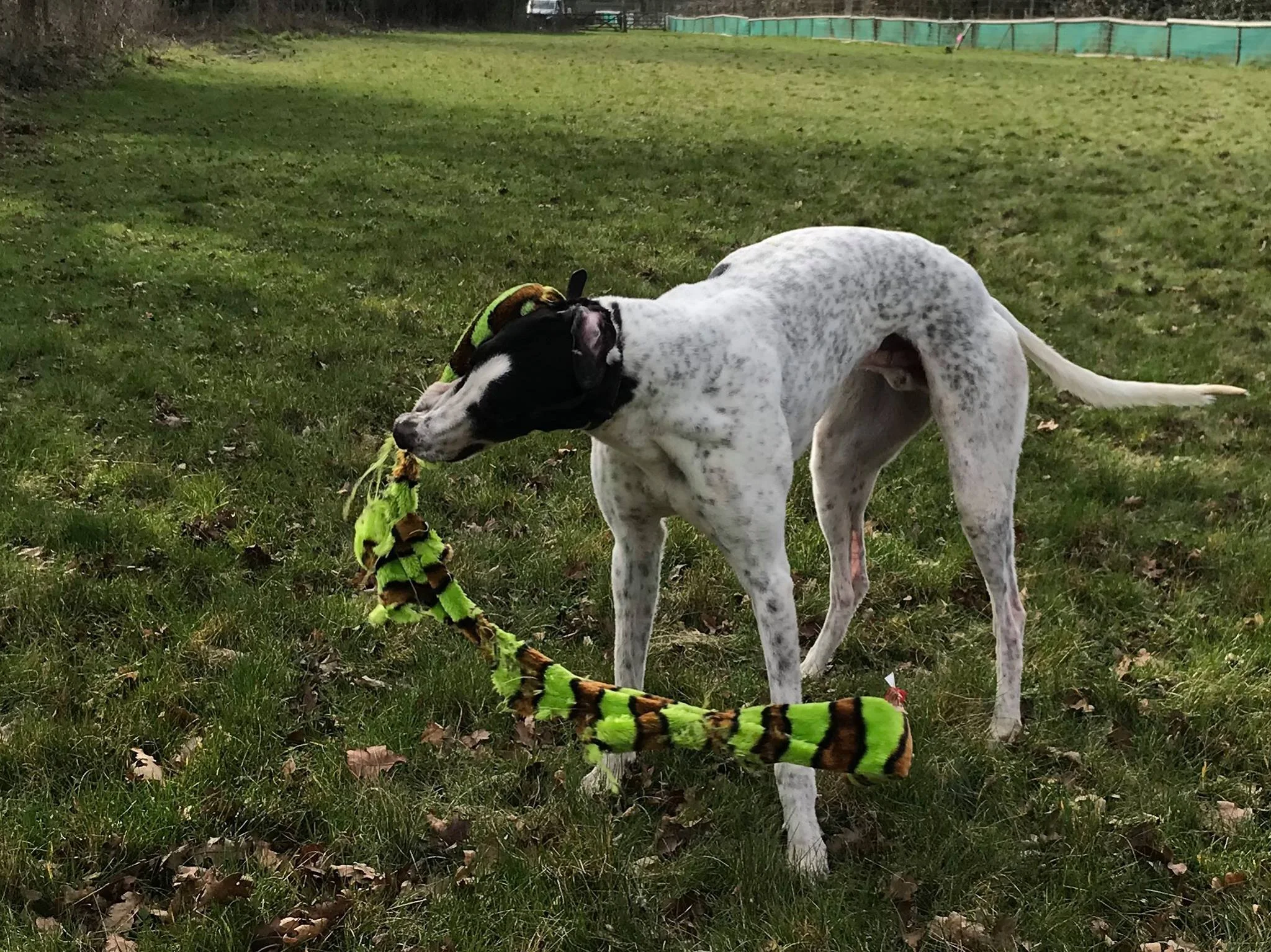 Wilf (White Horse Won)