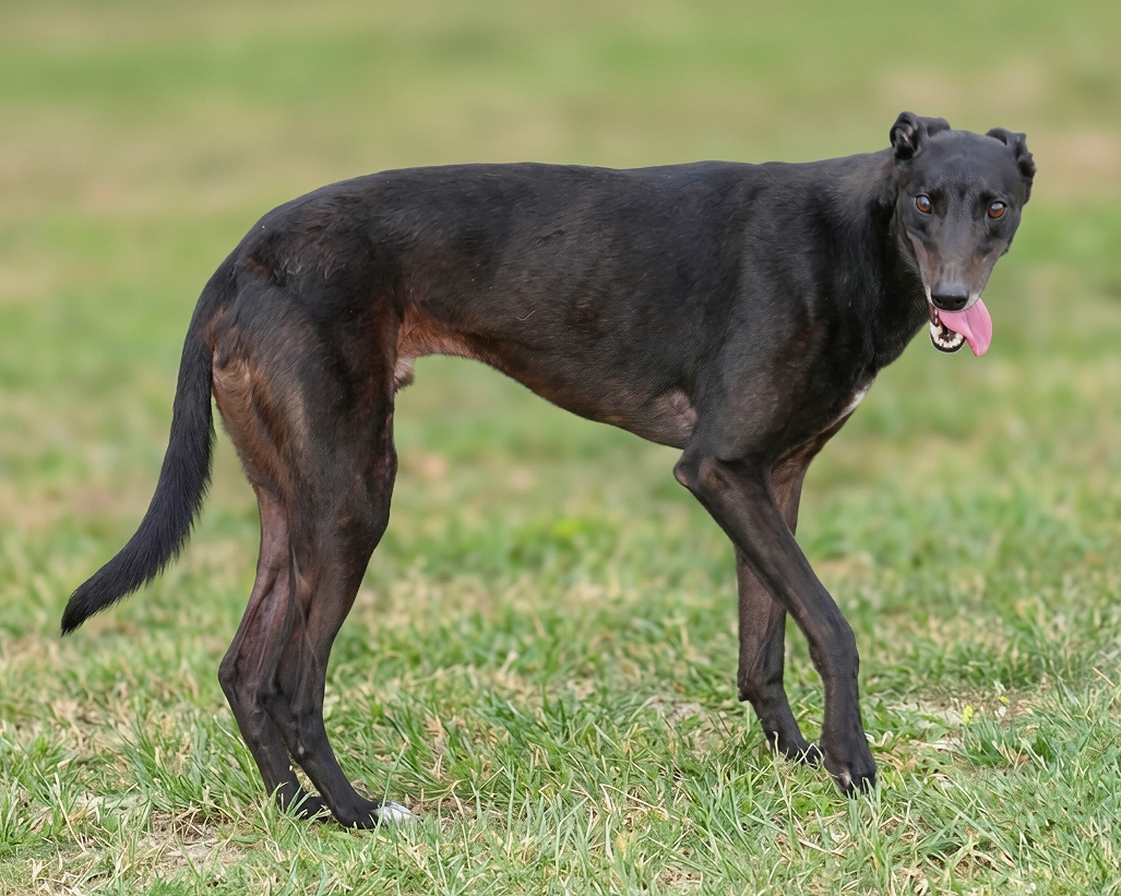 A black dog standing on grass with pink tongue hanging out.