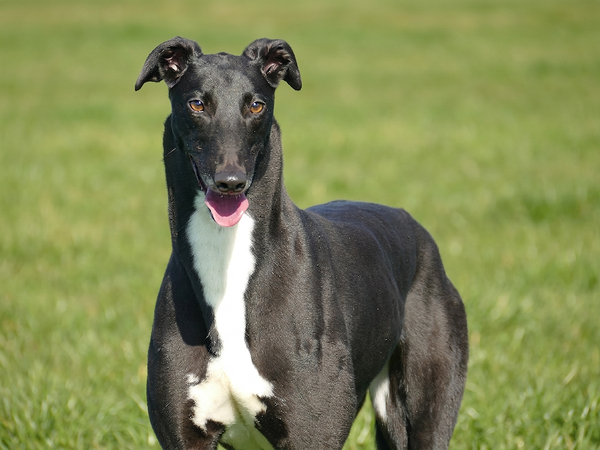 A speech bubble with a megaphone icon above it and the text "Coming Soon" inside, set against an orange background.
