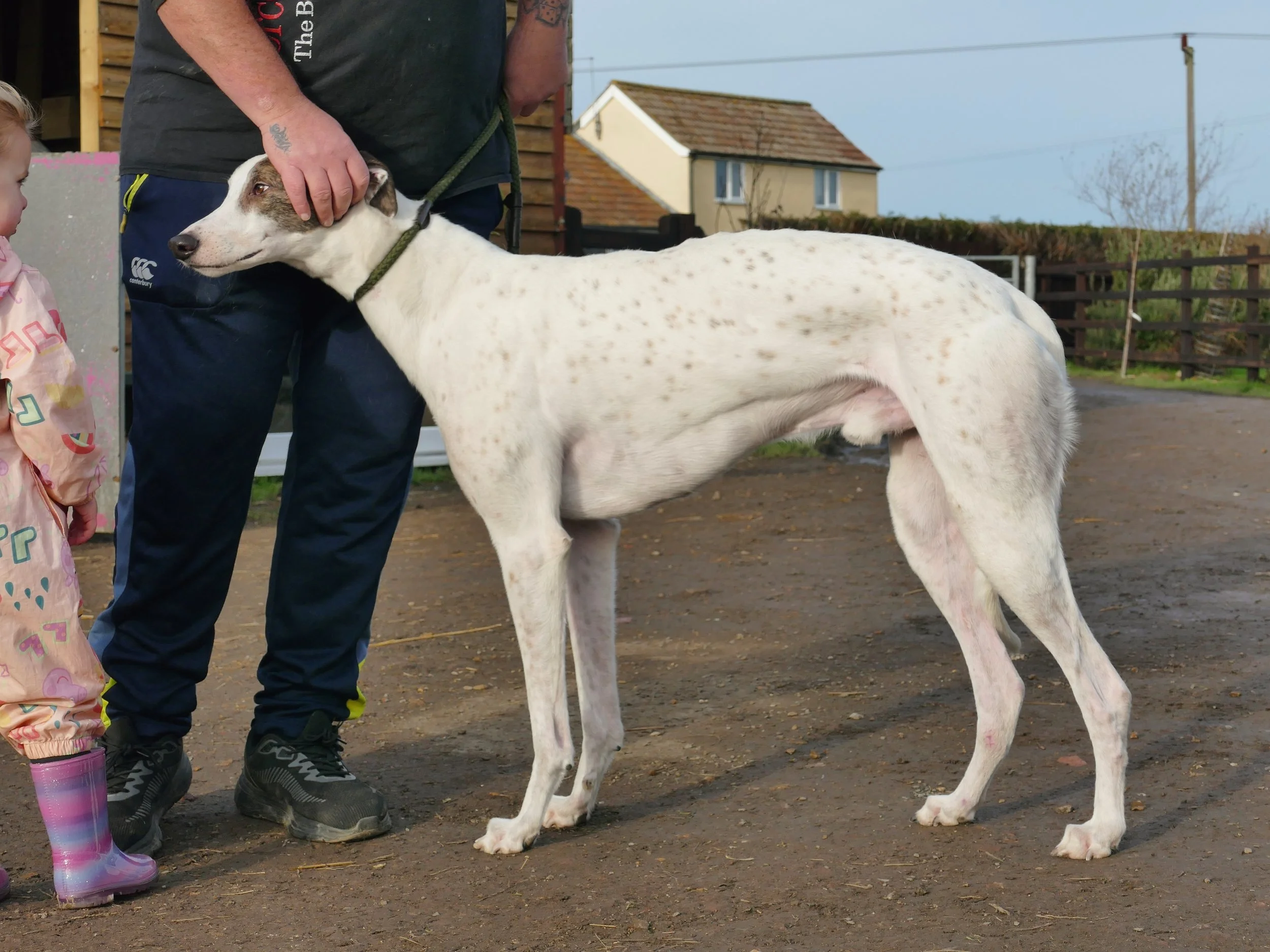 A large white and brown speckled dog with a black collar standing on a dirt ground, being gently petted by a man. A young girl in colorful rain boots and a ponytail stands nearby, partially visible.