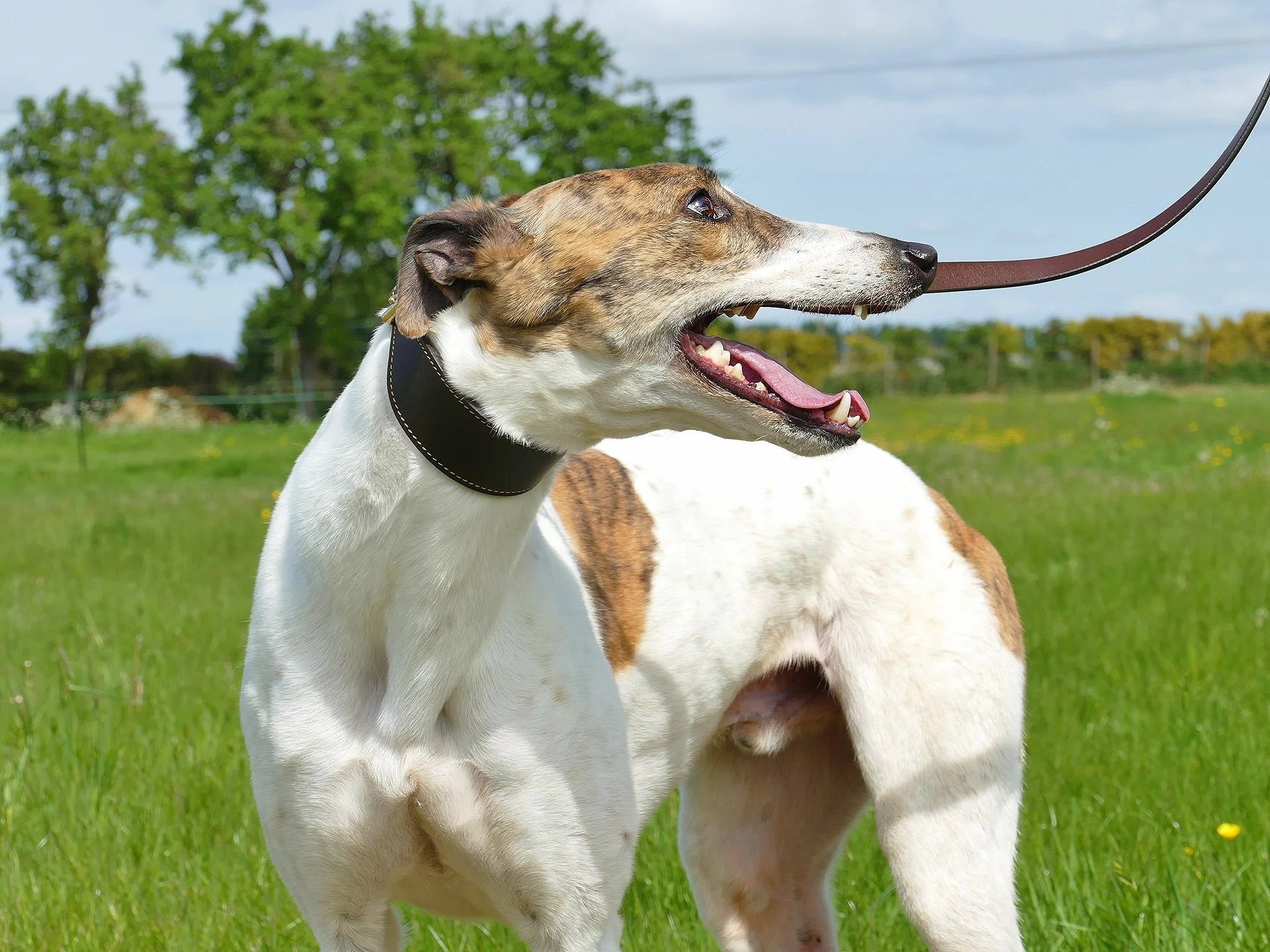 A dog with a brown and white coat outdoors on a grassy field, panting with its tongue out, and a leash in its mouth.