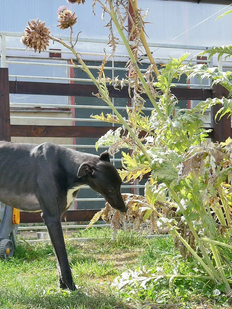 A black dog with white markings sniffing a wilted plant in a backyard with grass, a wooden fence, and a metal railing in the background.