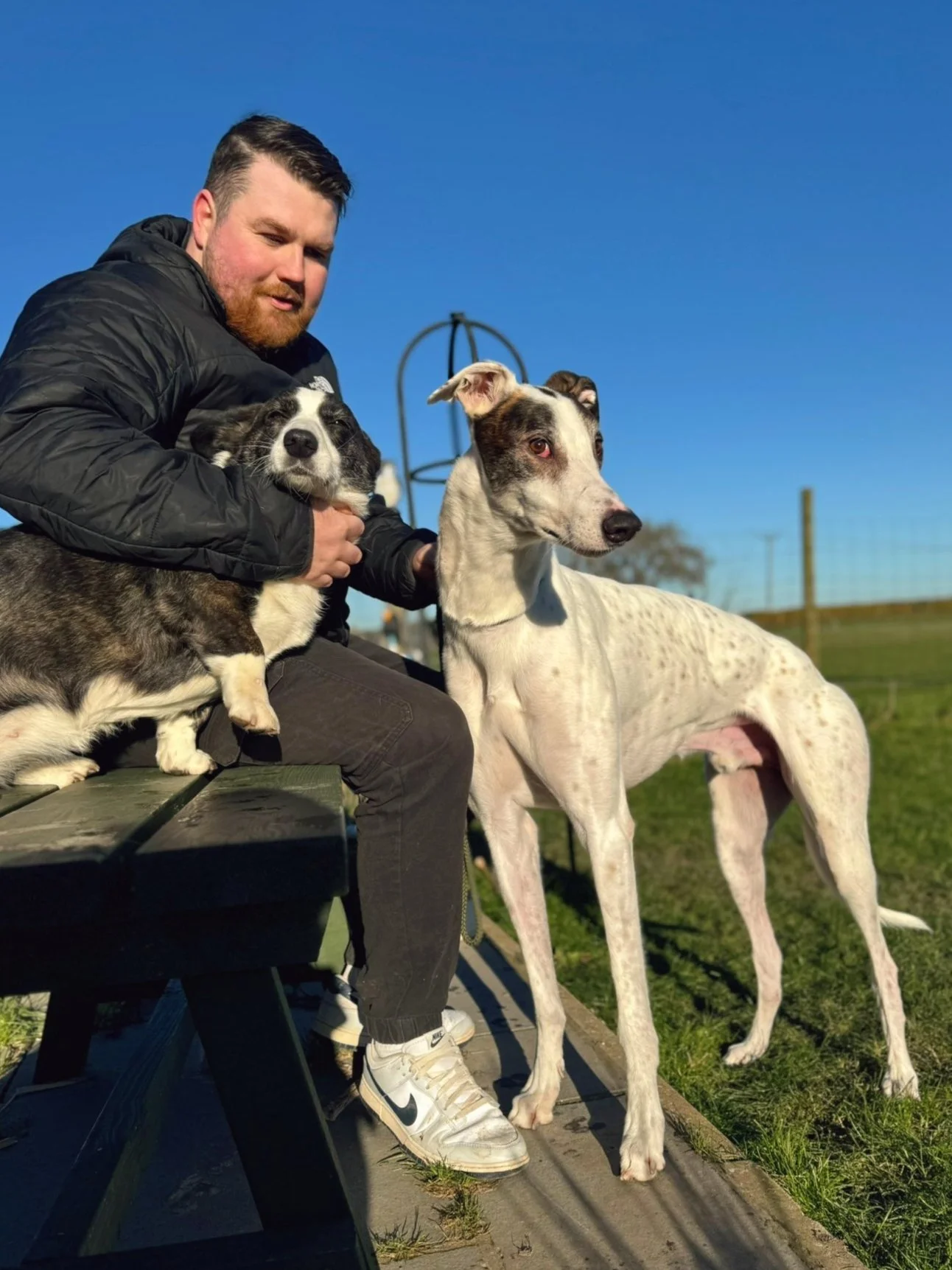 A man in a black jacket sitting on a park bench outdoors during daytime with two large dogs, a black and white corgi and a white and brown greyhound, on a grassy field in the background.