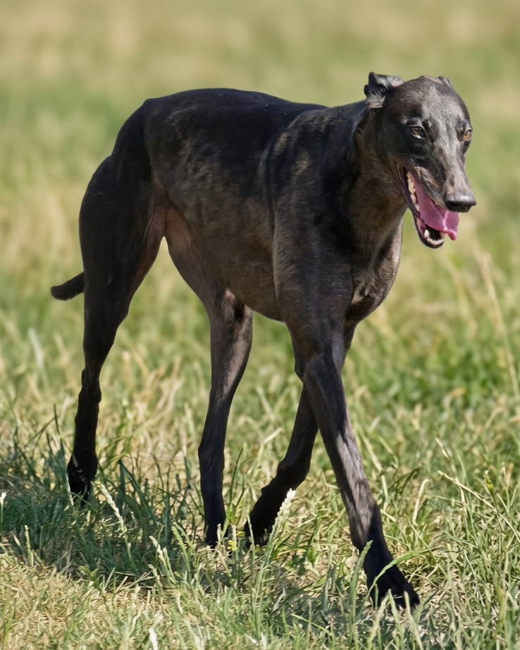 A black and gray Boxer dog standing on grass outdoors, with its mouth open and tongue out.