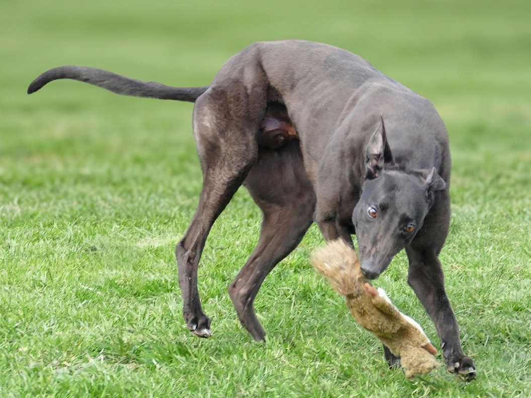 A black Greyhound dog playing outside on green grass, holding a stuffed animal in its mouth.
