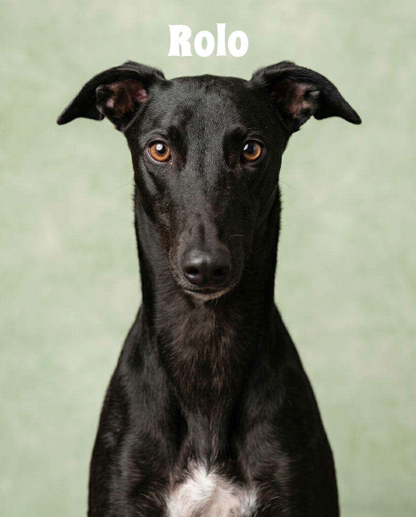Close-up of a black dog with brown eyes, looking directly at the camera, with the word "Rolo" in white at the top.