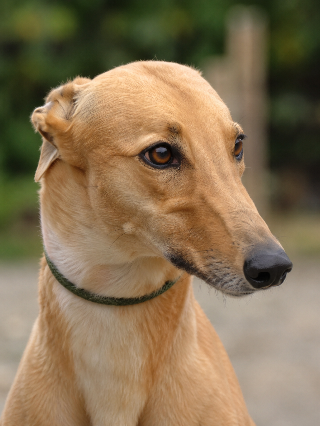 Close-up of a tan-colored dog with brown eyes, wearing a green collar, outdoors with blurred green foliage in the background.
