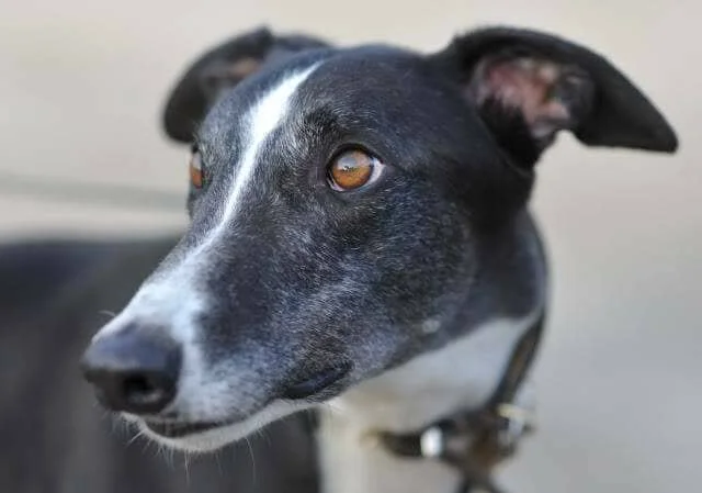 Close-up of a black and white dog with amber eyes, looking to the side.