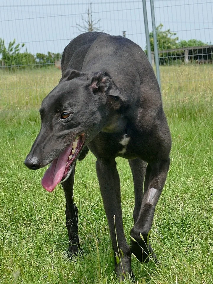 A lean, black greyhound dog standing on green grass in a fenced outdoor area with a tree in the background, panting with its tongue hanging out.