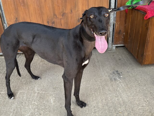 Greyhound_No_Communication-big.jpg