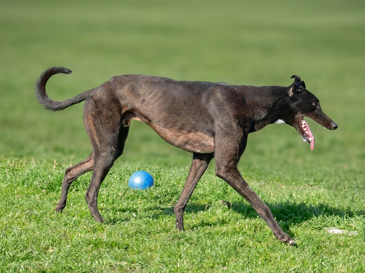 A black and brown dog playing on a grassy field with a blue ball, with its mouth open and tongue out.