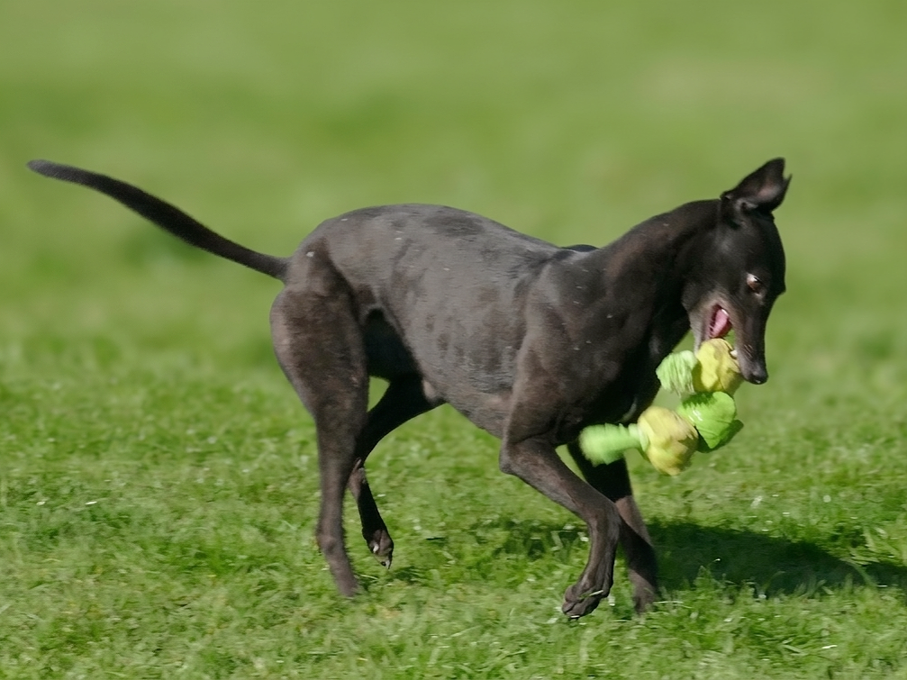 A black dog running on grass with a green tennis ball in its mouth.