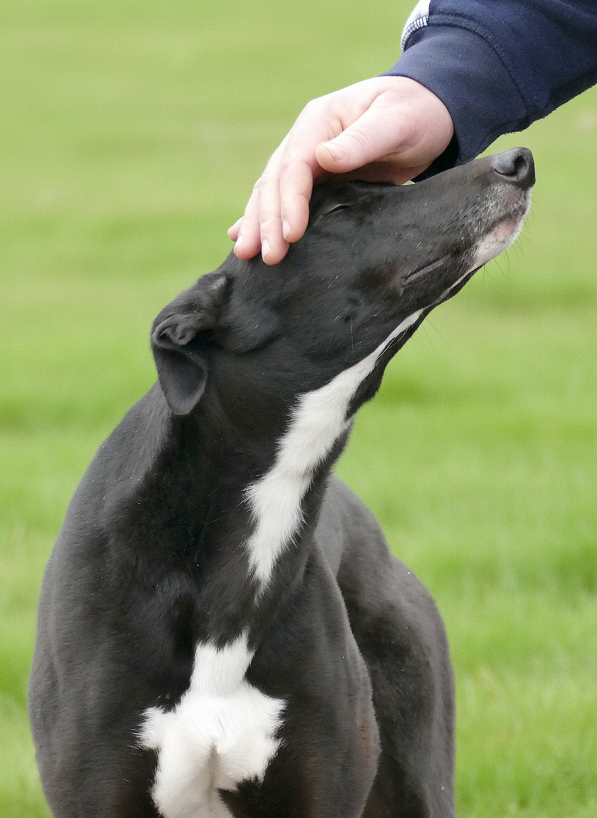 Person petting a black and white dog outdoors on a grassy field.