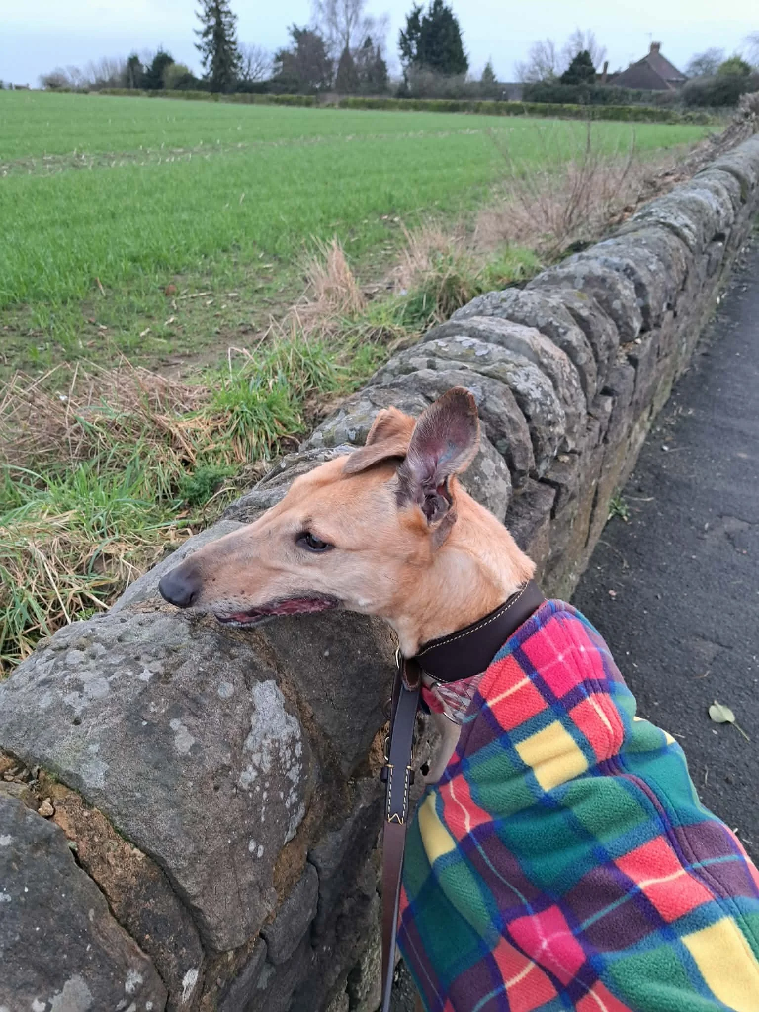 Bonnie (Heavenly Queen)