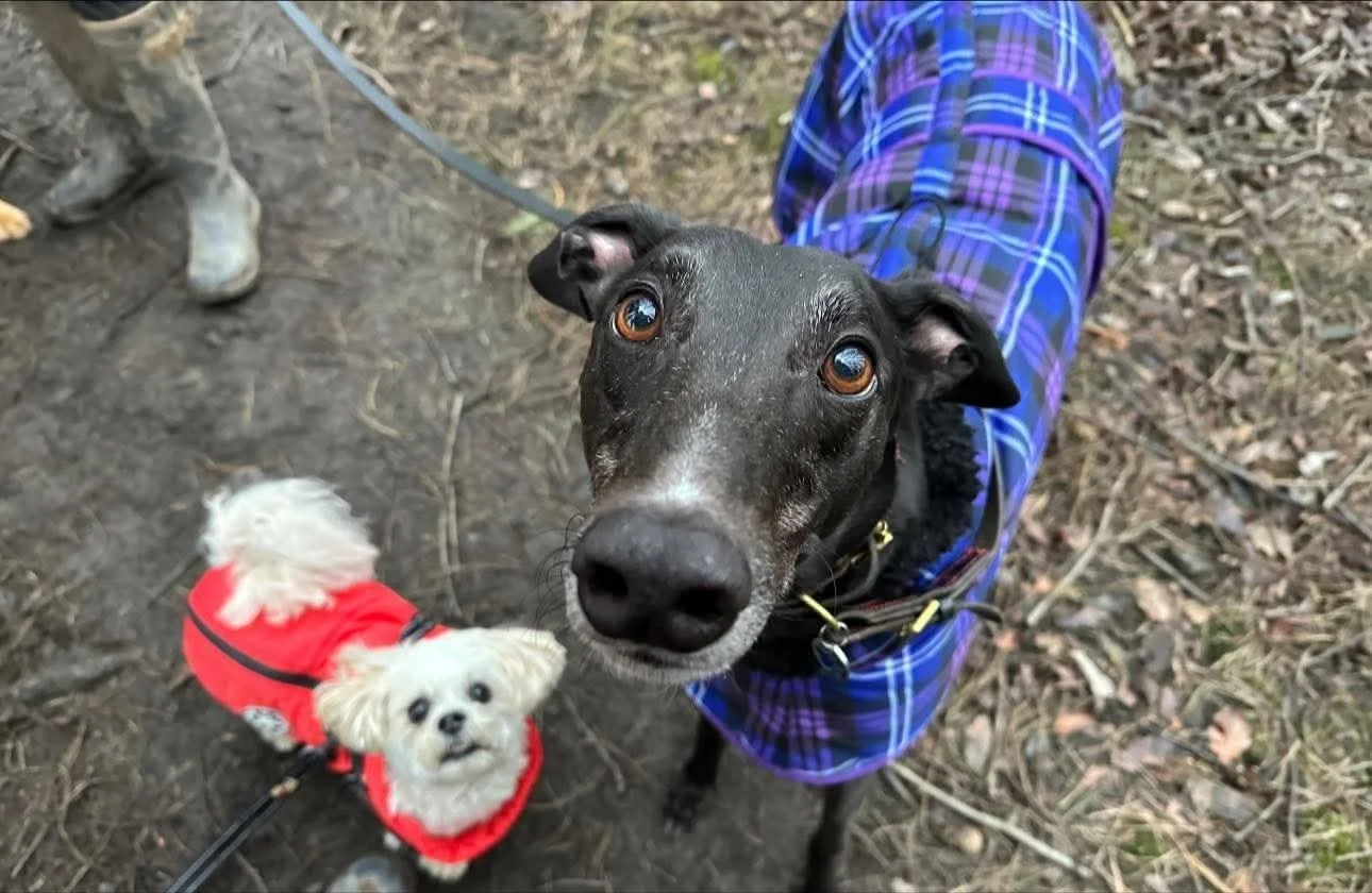 Shawny (Ballyard Shawny)