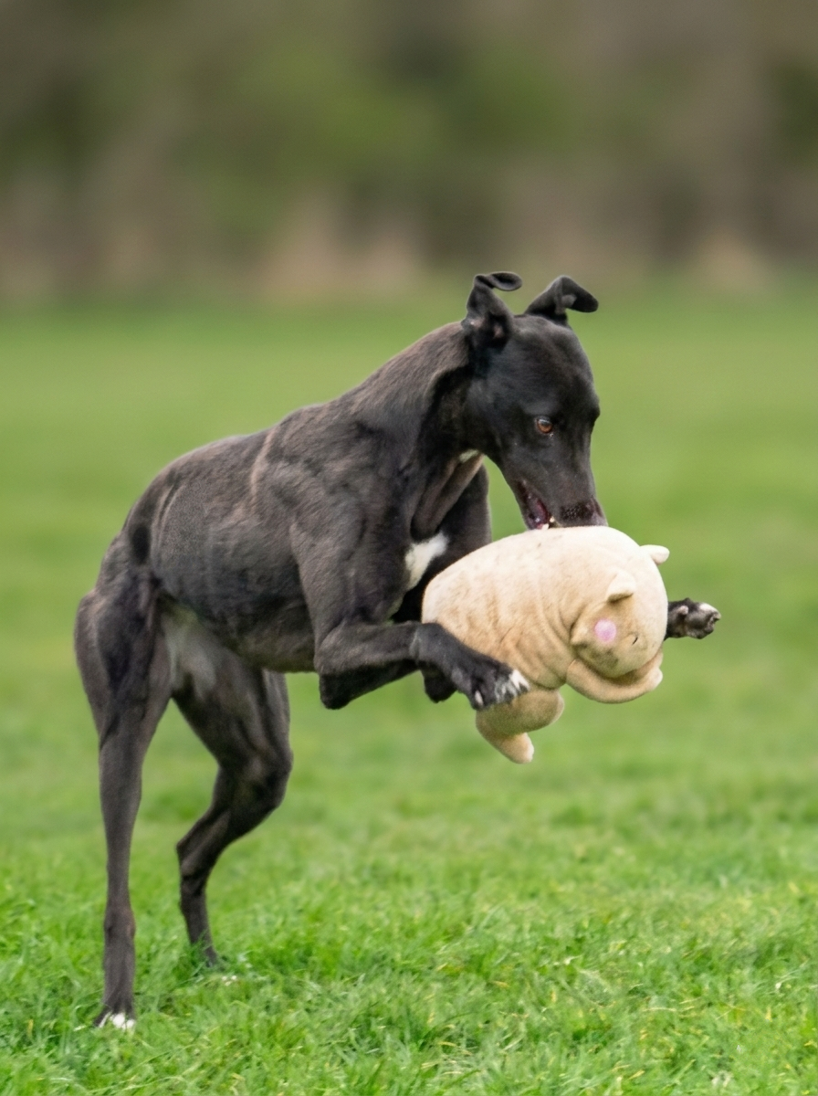 A black dog playing outdoors in a grassy field, holding a stuffed pig toy in its mouth.