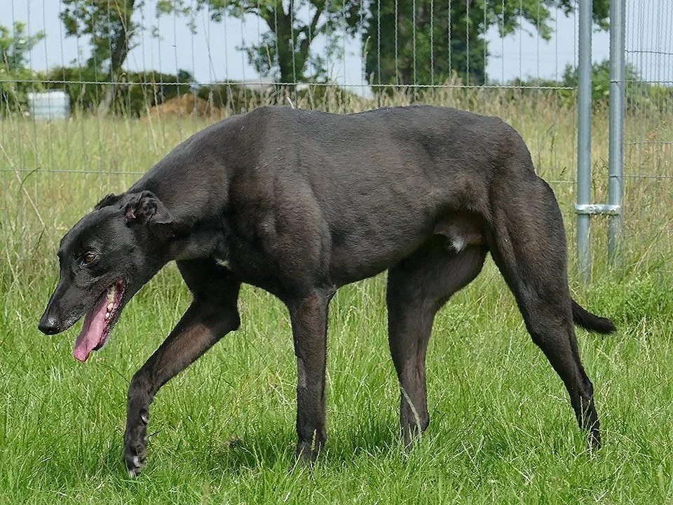 A black dog standing on green grass in a fenced outdoor area.