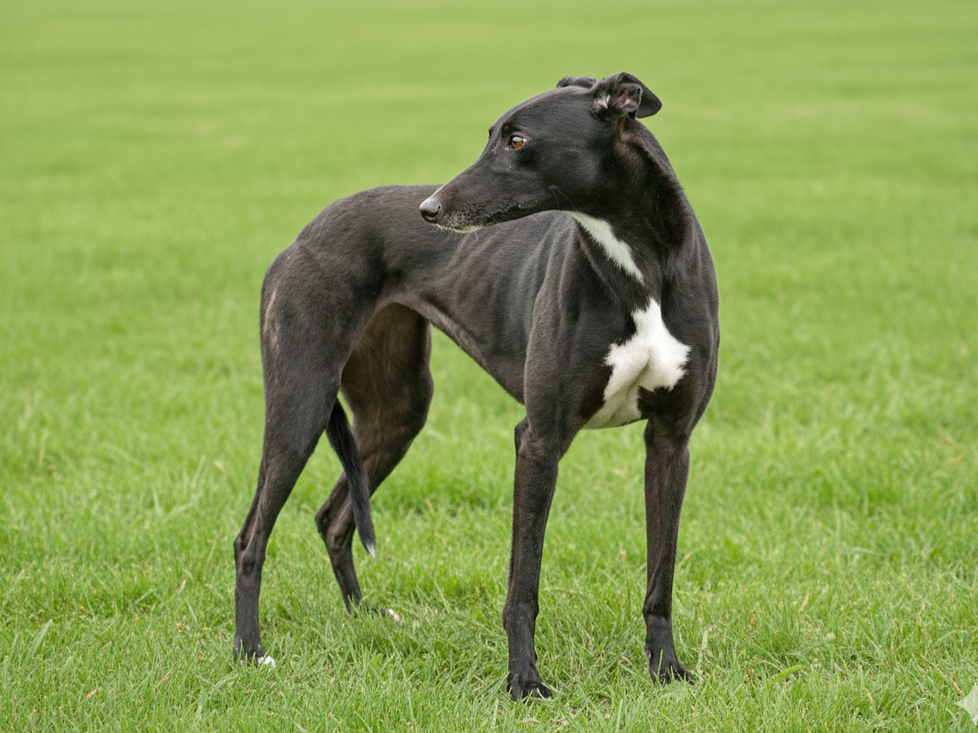 A black and white greyhound standing on a grassy field, looking to the left.