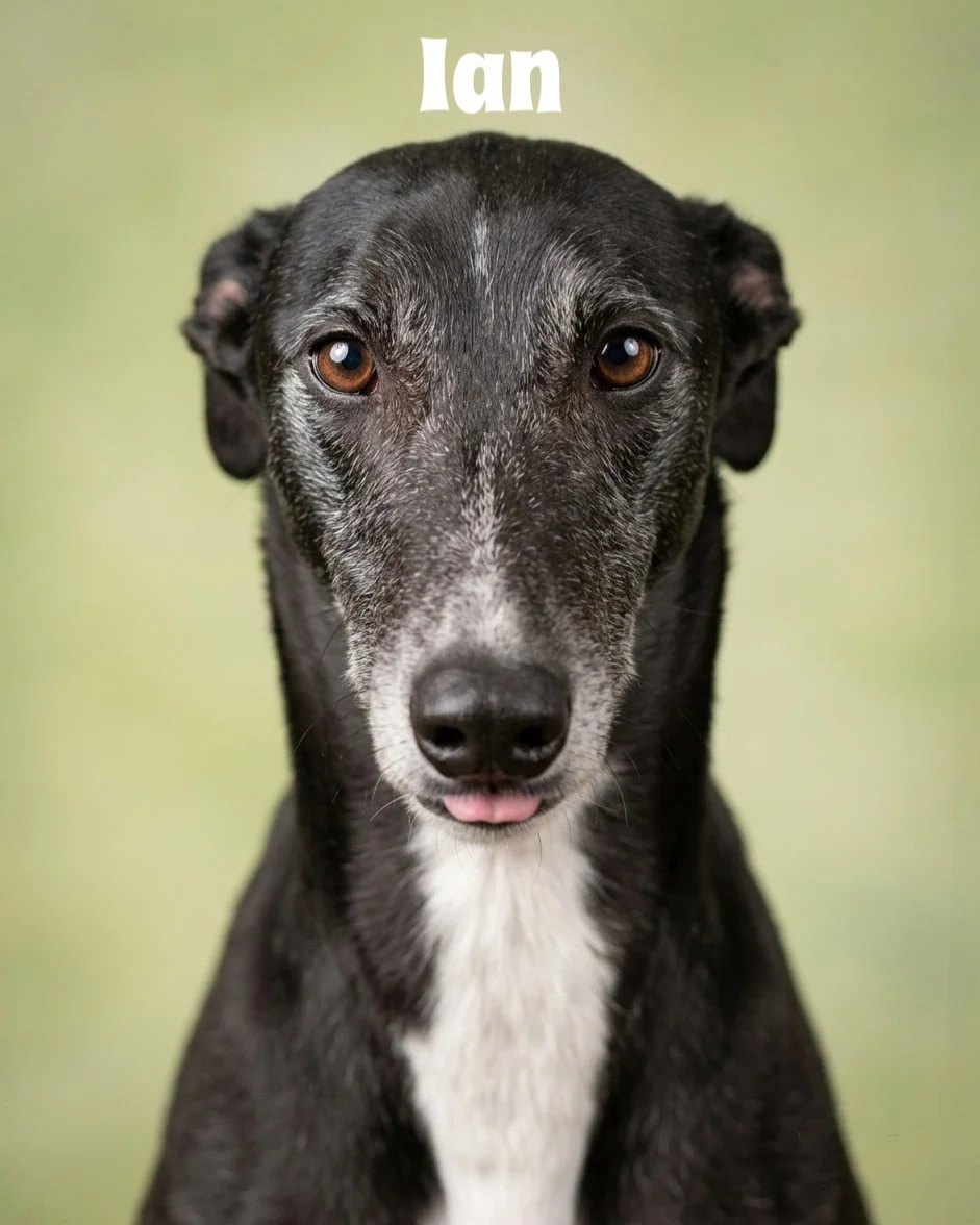 Close-up of a black and white dog with brown eyes, facing forward, with the name 'Ian' written at the top.