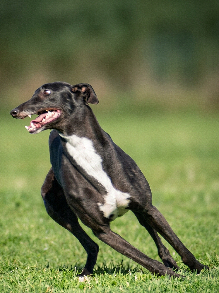 A black and white greyhound dog running on a grassy field.