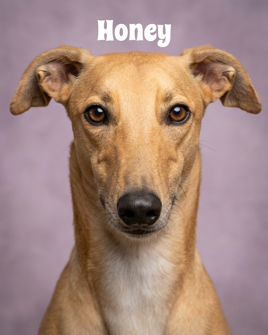 Close-up of a tan dog with brown eyes and floppy ears, looking directly at the camera, with the word 'Honey' written above its head.