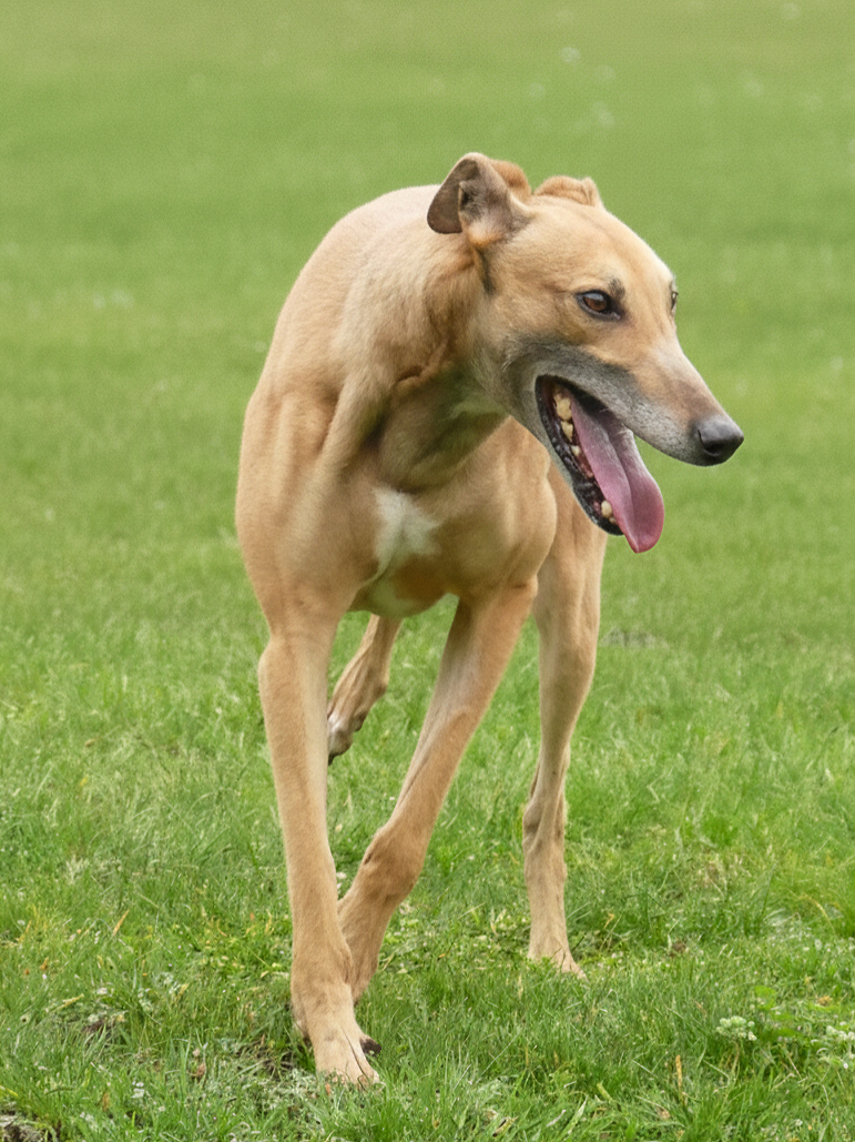 A tan-colored dog with a black snout and a pink tongue hanging out, standing on green grass in an outdoor setting.