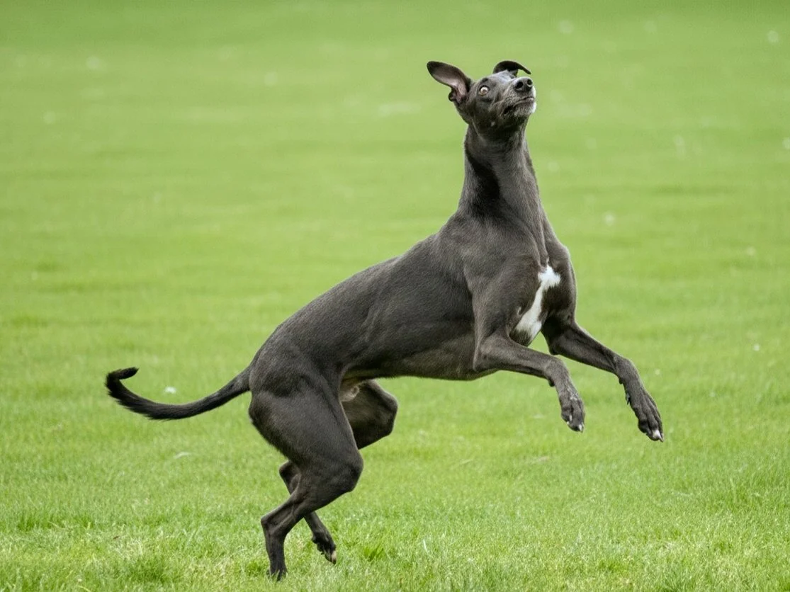 A black dog with a white patch on its chest jumping or running on green grass with a blurred green background.