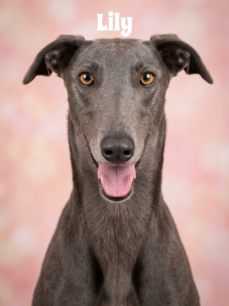 A gray dog with amber eyes and an open mouth, showing its tongue, against a soft pink background with the word 'Lily' at the top.