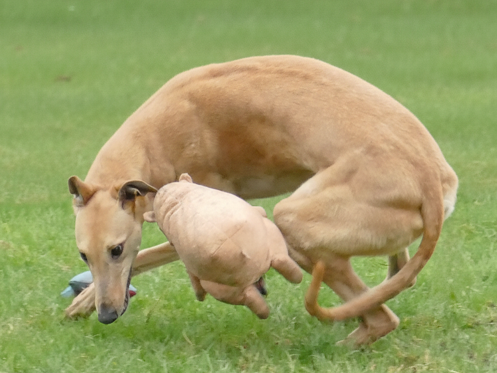 Dog playing with a plush toy on a grassy field.
