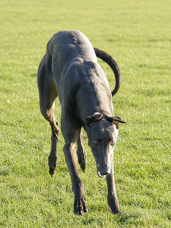 A gray dog with a sleek coat, resembling a greyhound, standing on a green grassy field with sunlight shining on it.