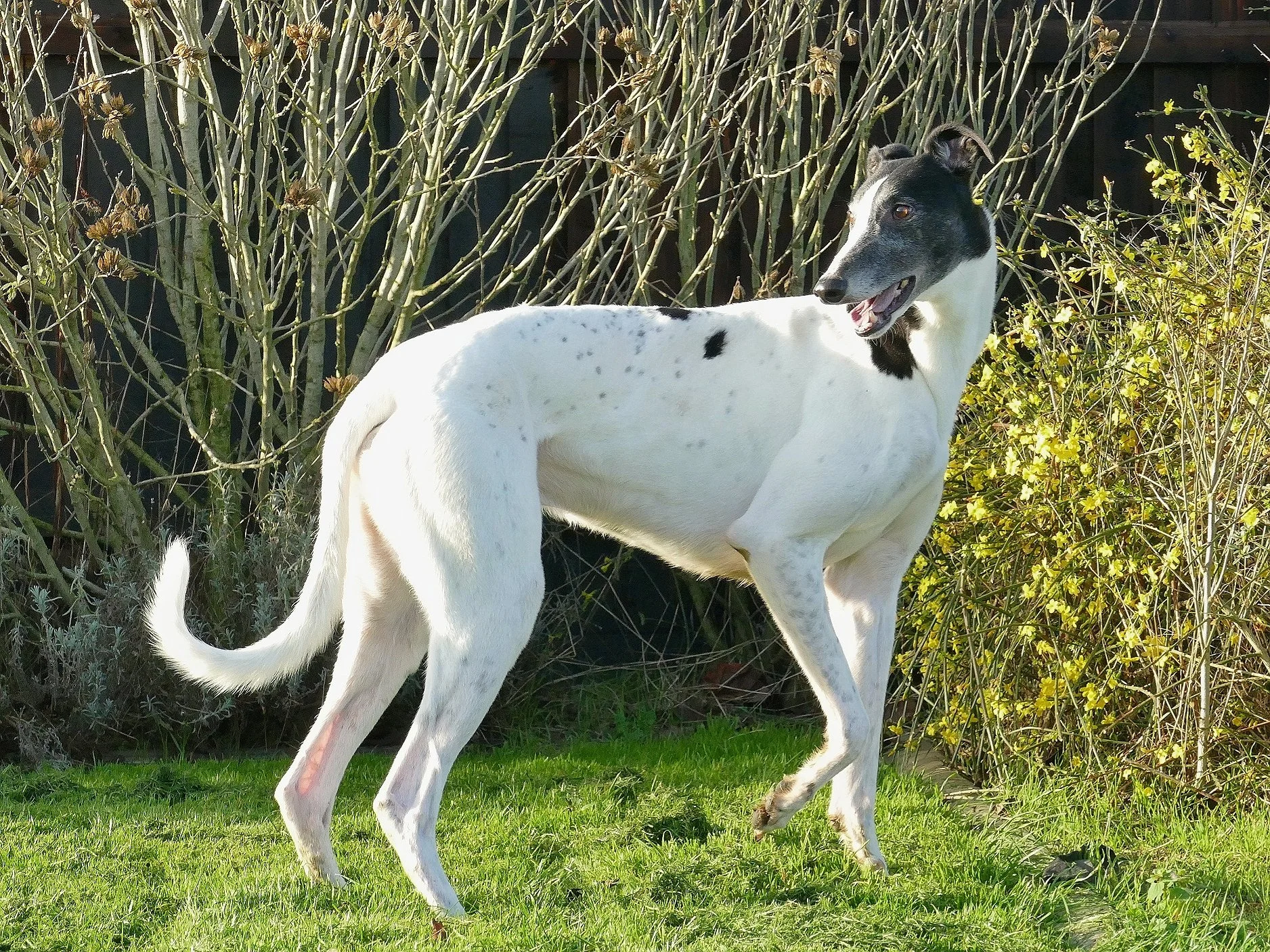 A white dog with black patches standing on grass in a garden with bushes and a wooden fence in the background, looking to the right.