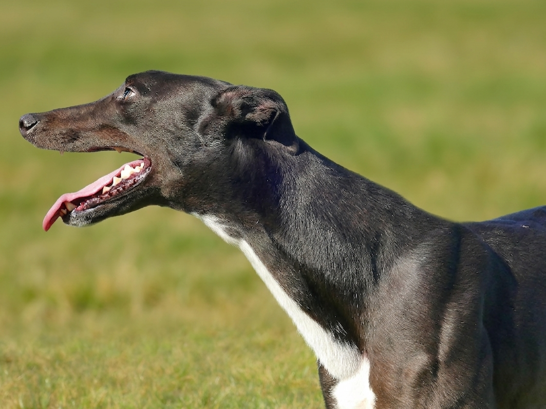 A black dog with a white chest and tan markings on its face, standing on grass with its mouth open and tongue out.