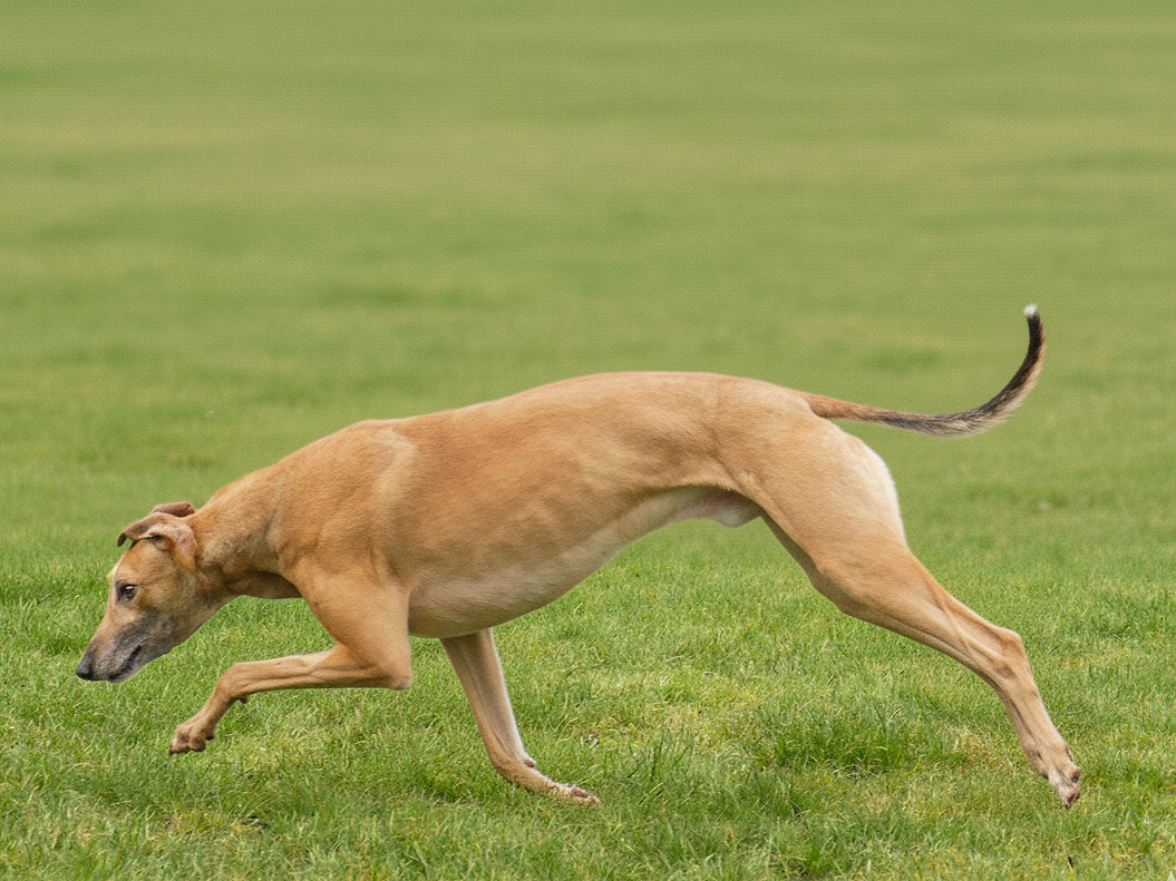 A dog running on grass