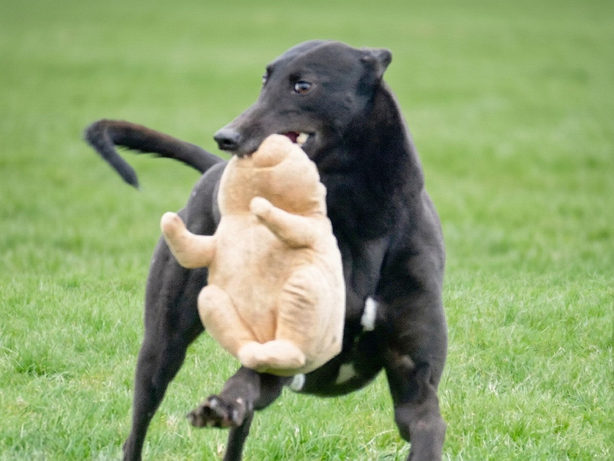A black dog running on grass, carrying a plush teddy bear in its mouth.