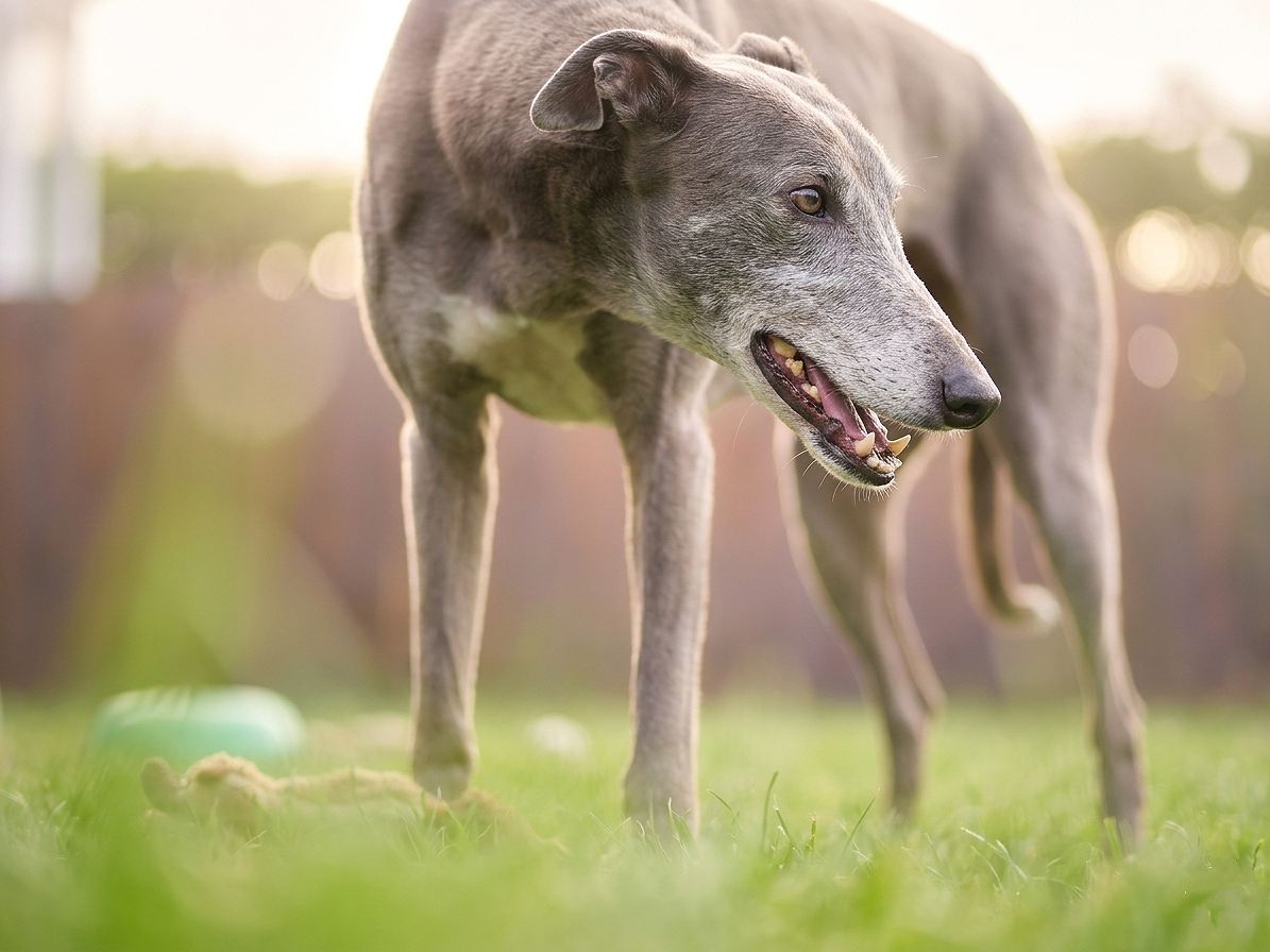 A greyhound dog standing on grass in a park, looking to the right with its mouth slightly open.