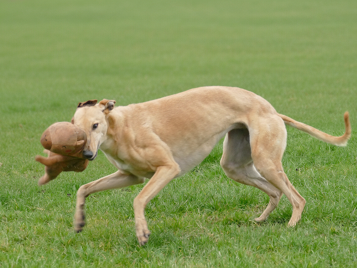A running dog, possibly a greyhound or whippet, carrying a brown plush toy in its mouth on a grassy field.