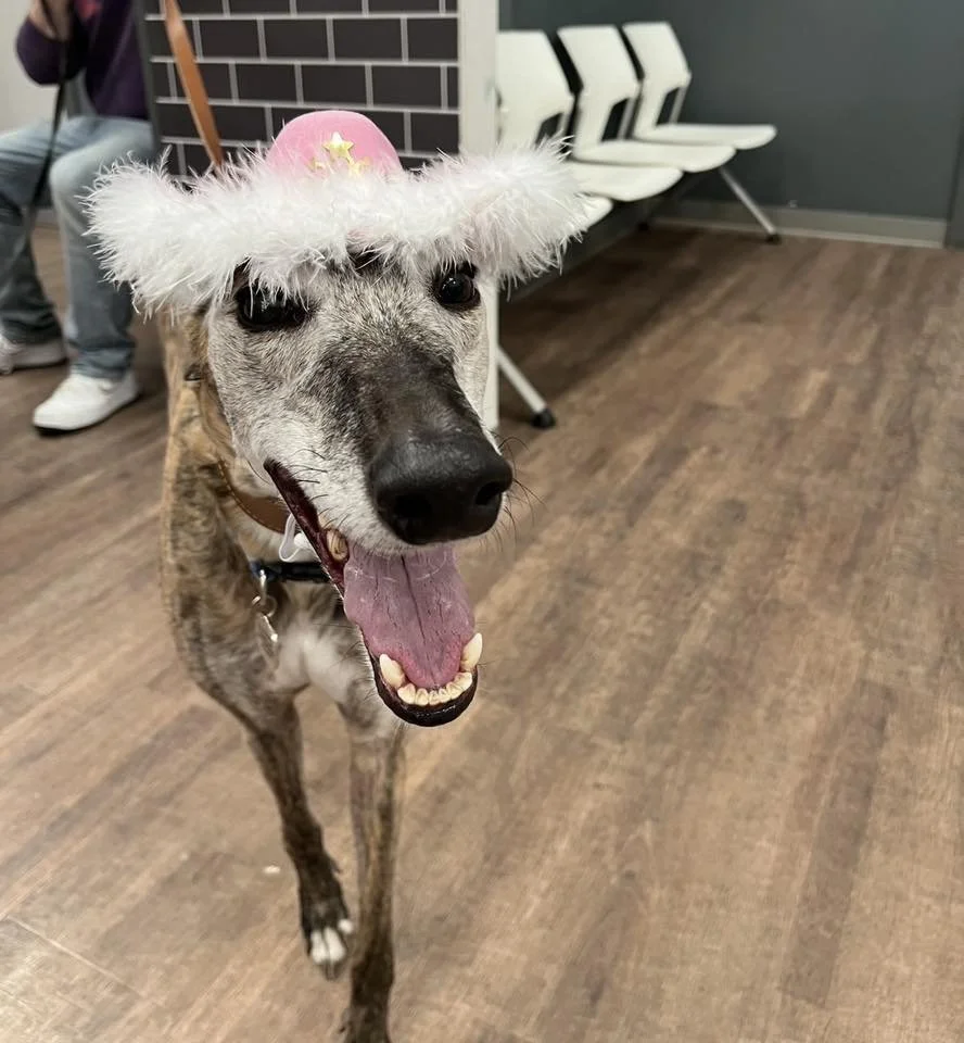A dog wearing a pink party hat with white feather trim inside a room with wooden flooring and chairs in the background.