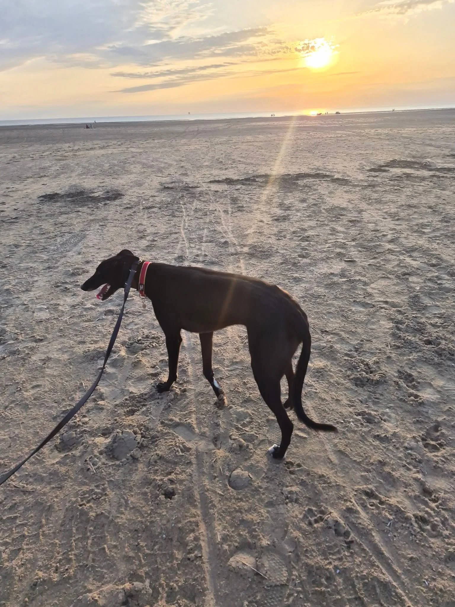Olly (Beaming Ollie)