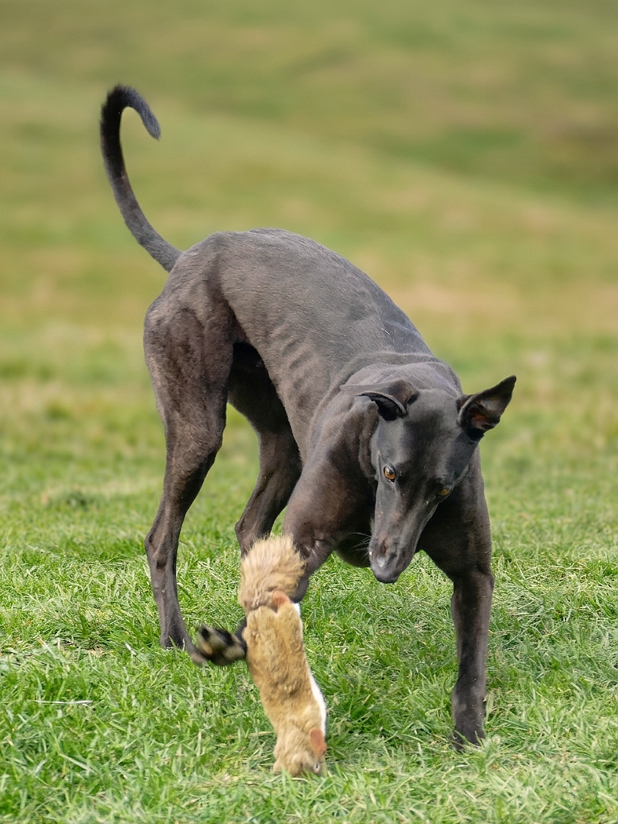 A black dog playing with a small, fluffy puppy in a grassy field.