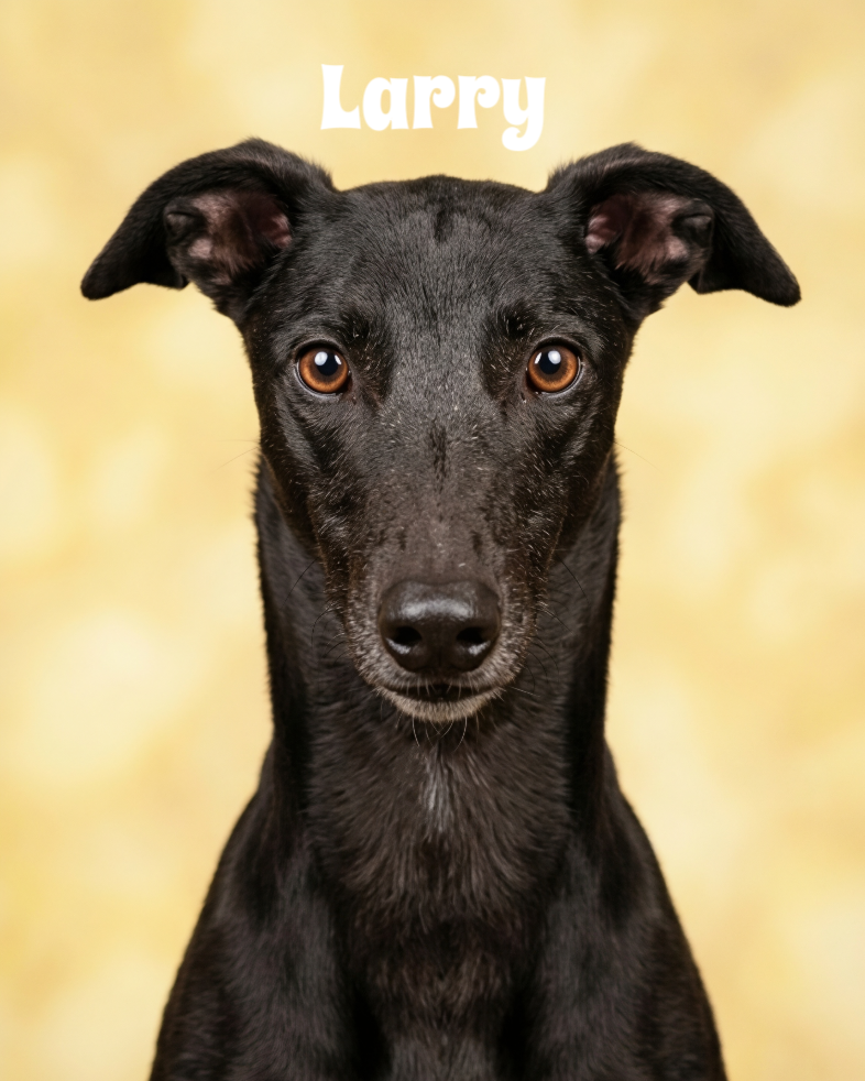 Close-up of a black dog with brown eyes and floppy ears, with the name 'Larry' written above its head.