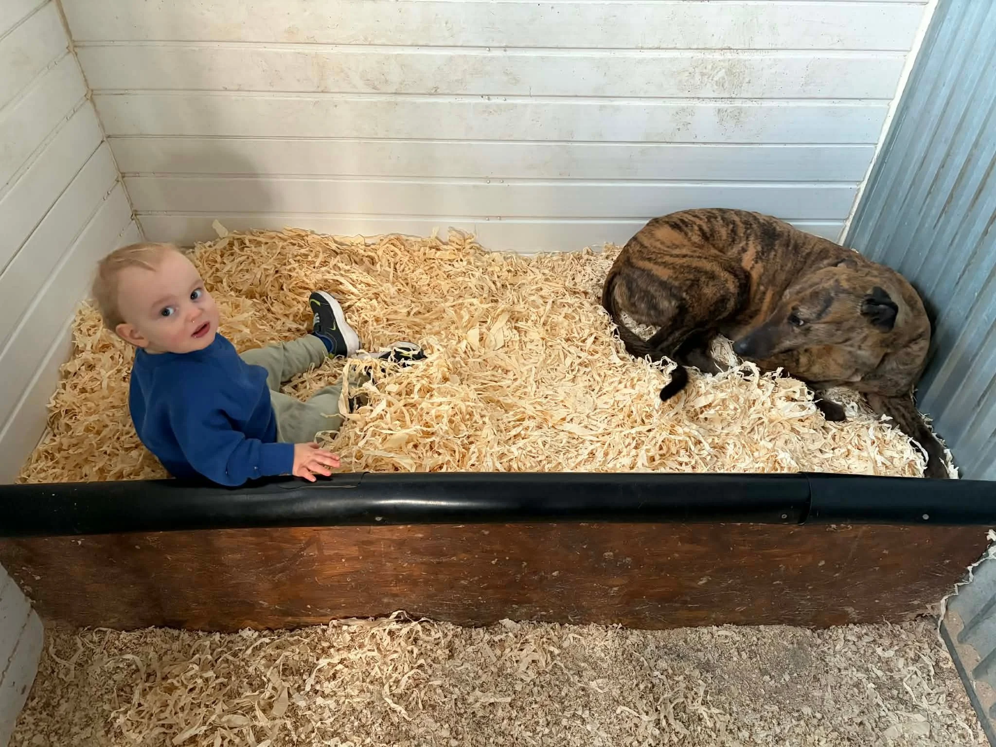 A young boy sitting in a small, enclosed area with wood shavings on the floor, alongside two resting dogs.