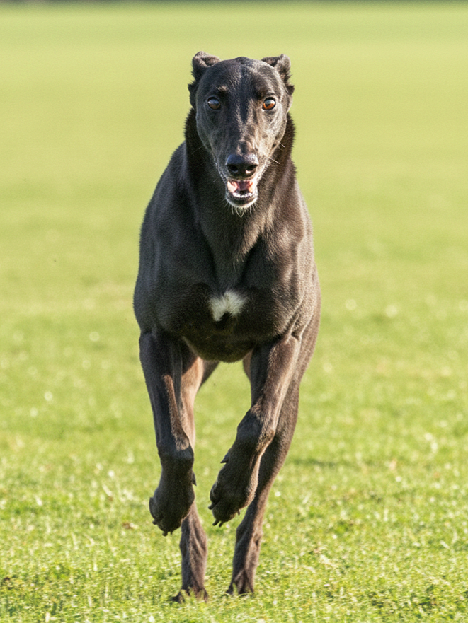 A black dog running on a grassy field.